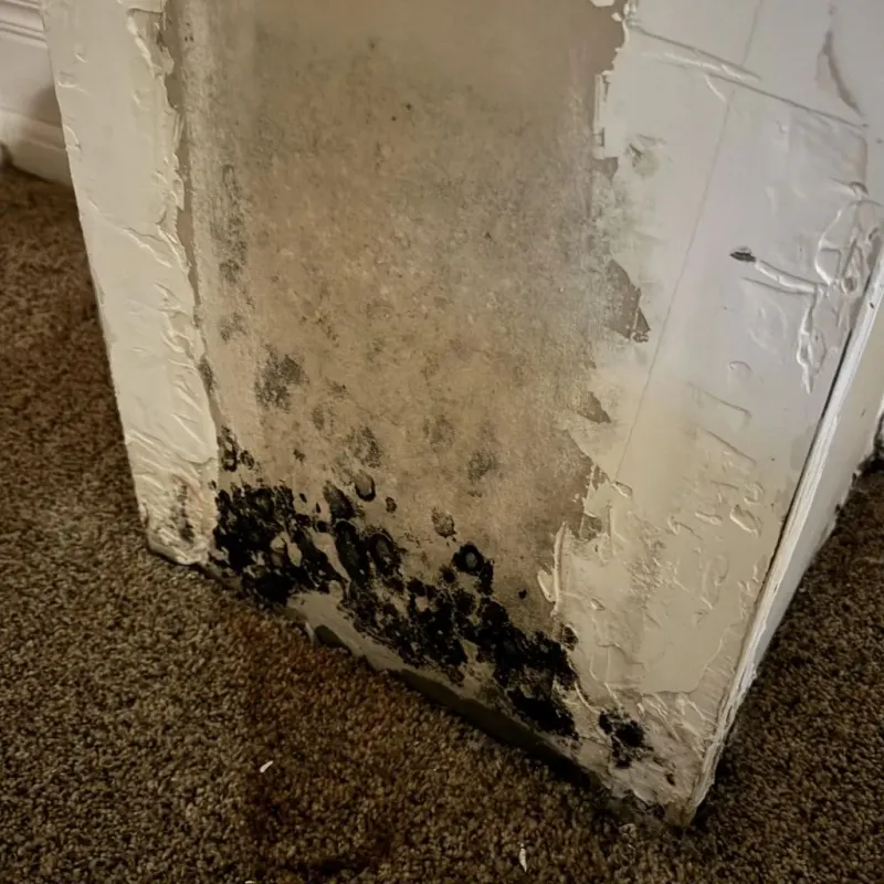 Professional Mold Removal in Cameron Park, TX